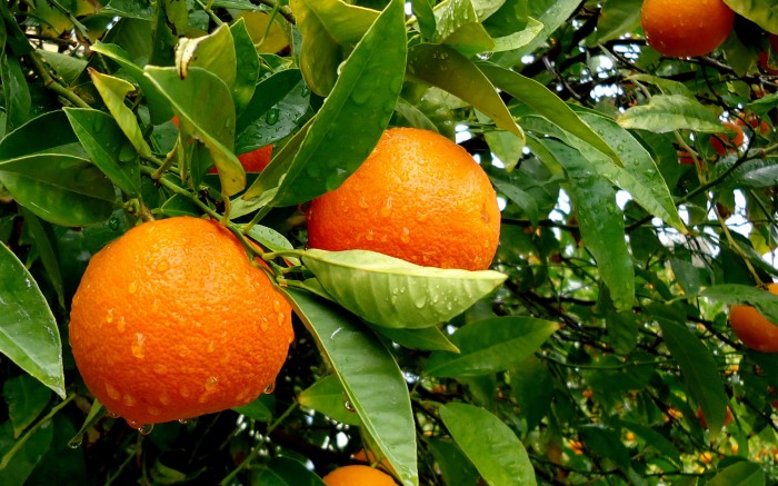Diez cosas que quizás no sepas de las naranjas